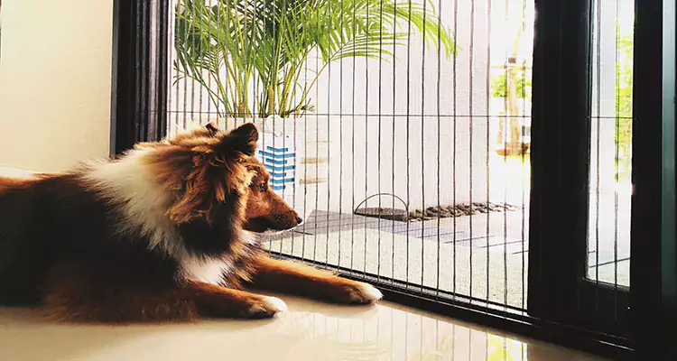 Sliding Screen Pet Door Repair in Westchase, FL