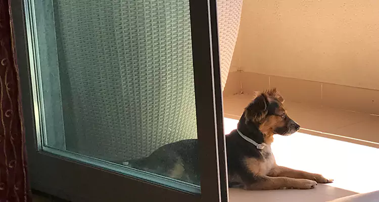 French Door Pet Screen Repair in Westchase, FL